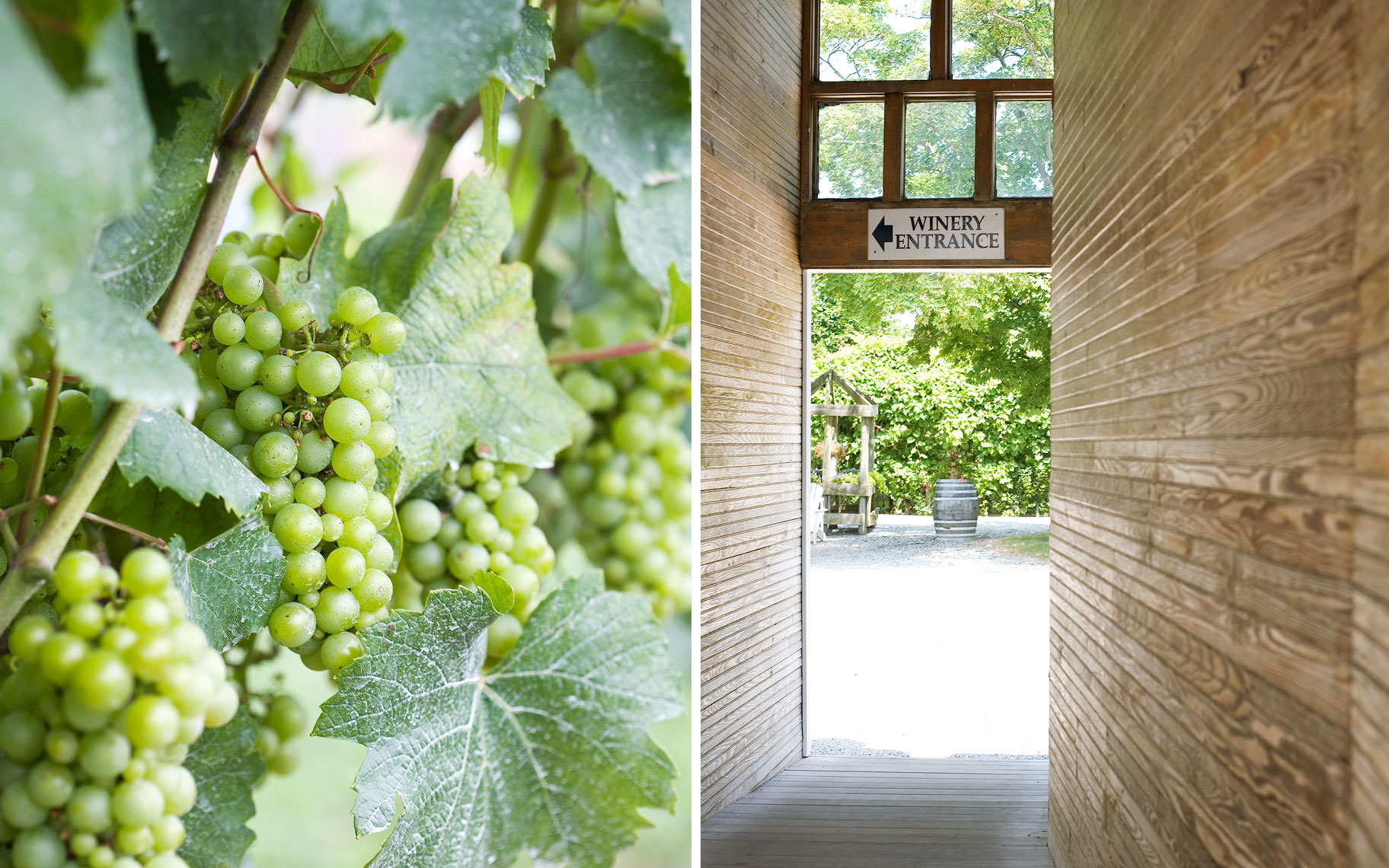 grapes-on-vine